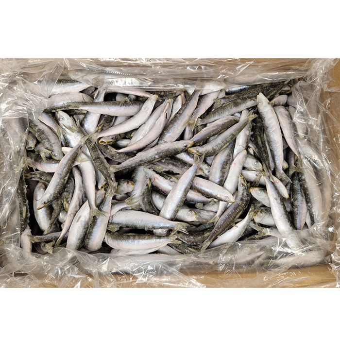 Jadranske sardele/sardine cele z glavo, 10 kg, zm.