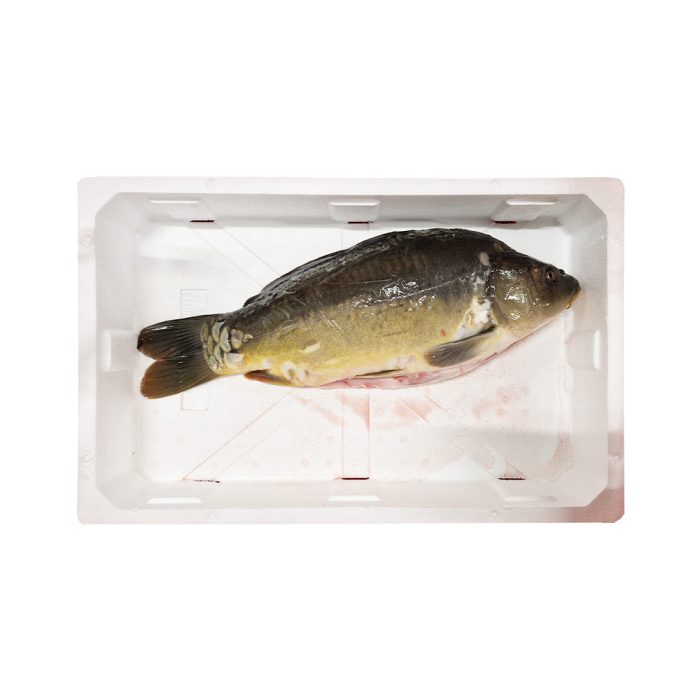 Krap, očiščen, svež