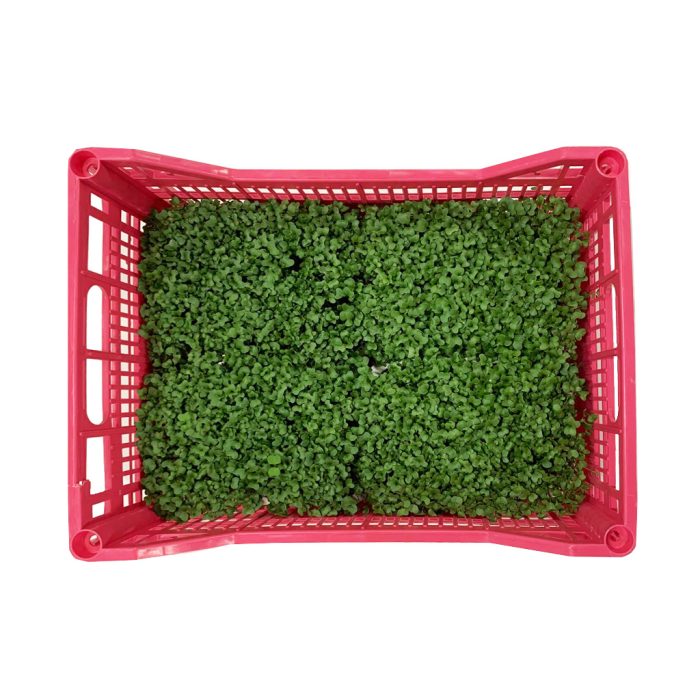 Mikro zelenje Gorčica, 4 x 500 g
