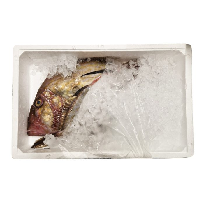 Zobatec, 1-2 kg, svež