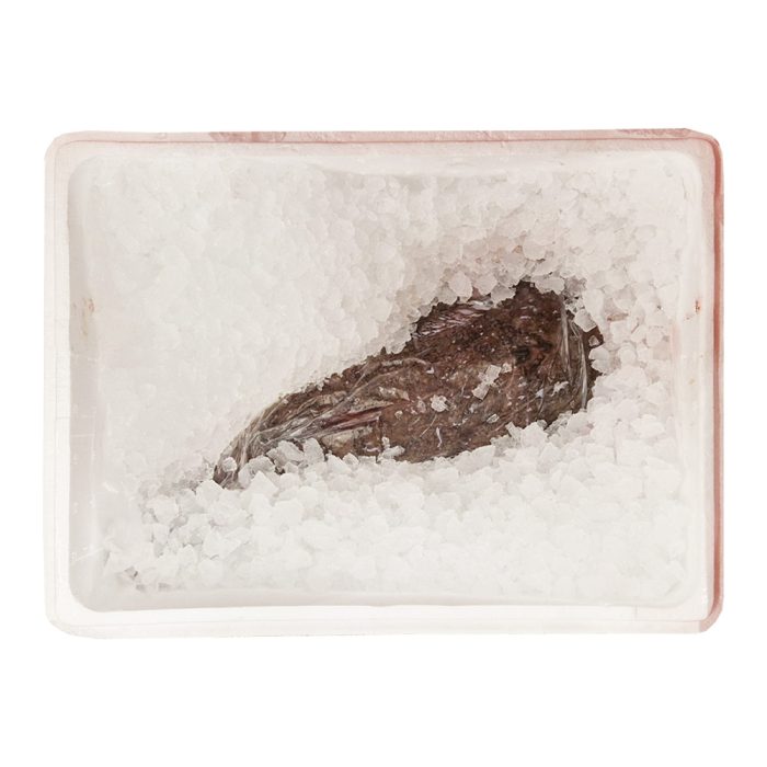 Morska spaka (grdobina), rep, 1-2 kg, svež