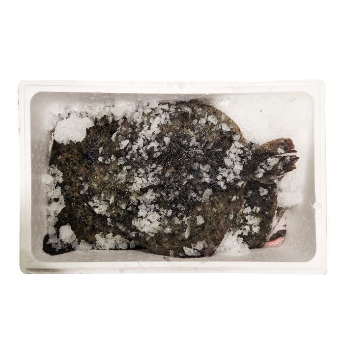 Romb, neočiščen 1-1,5 kg, svež