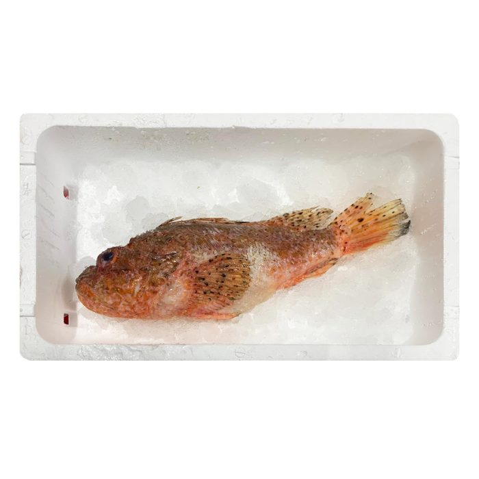 Škarpena neočiščena 1-2 kg, sveža