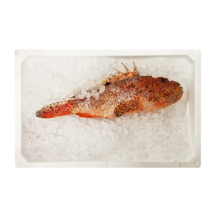 10661-skarpena-sveza-ociscena-1000-2000-jpg Škarpena, očiščena, 1-2 kg, sveža