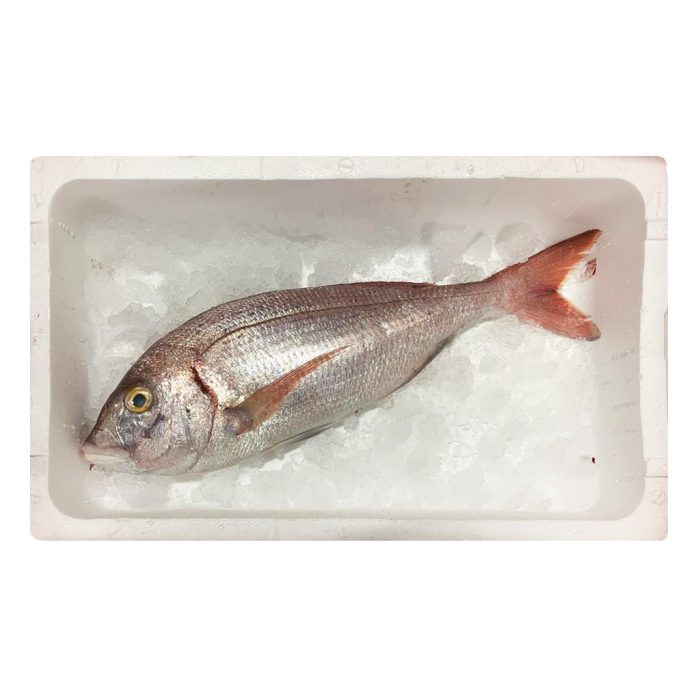 Ribon neočiščen 1-2 kg, sveža