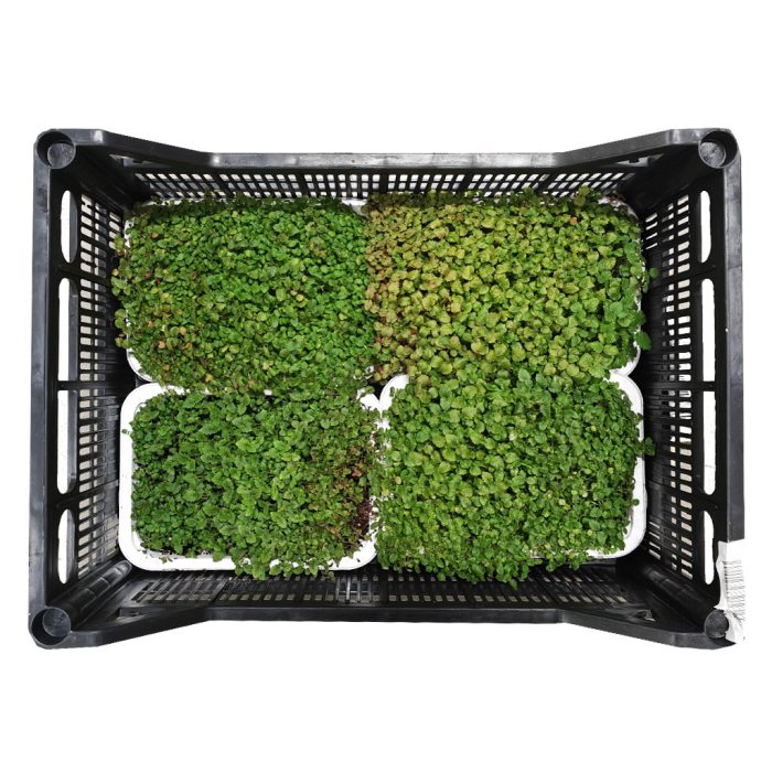 Mikro zelenje Melisa, 4 x 500 g