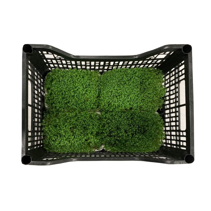 30142-jpg Mikro zelenje Vodna kreša, 4 x 500 g