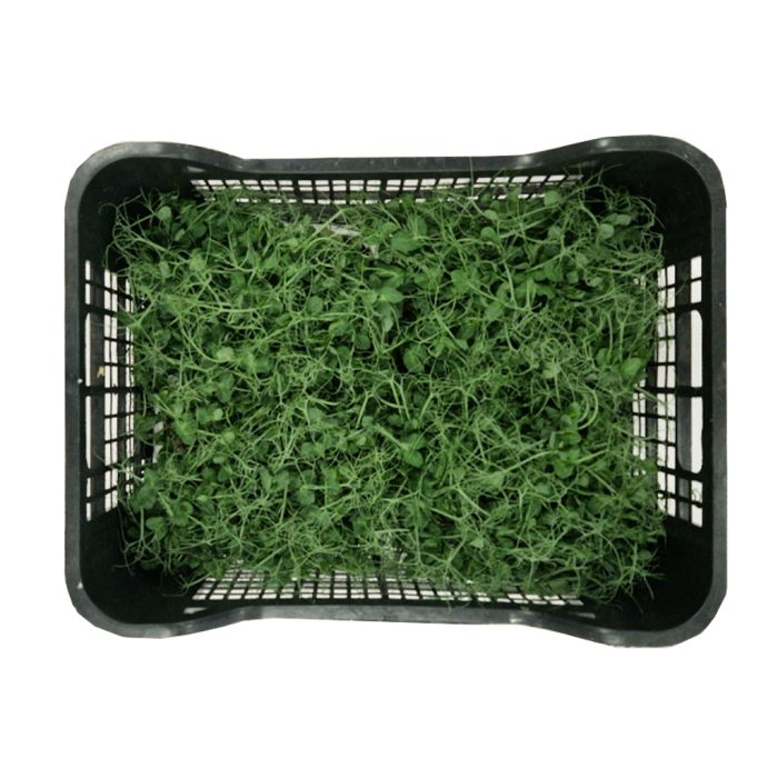 Mikro zelenje Grah, 4 x 500 g